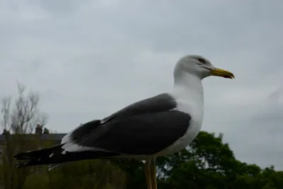 DSC_2544 (Large).JPG